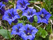 49 Fiori di Gentiana clusii (Genziana di Clusius)